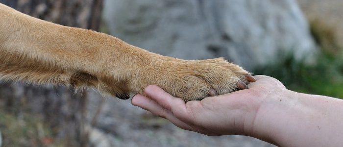 Hunde Angst