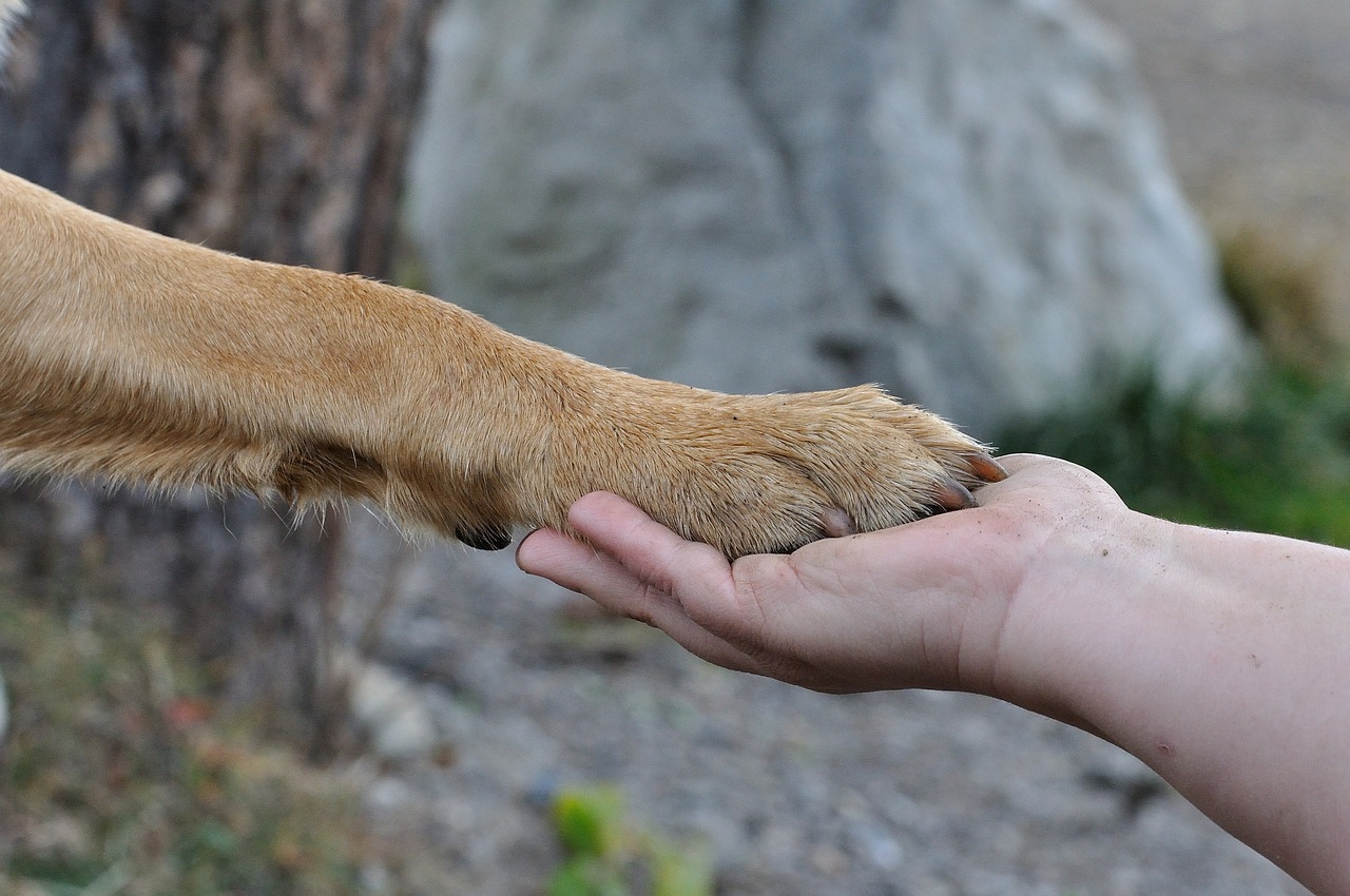 Hunde Angst